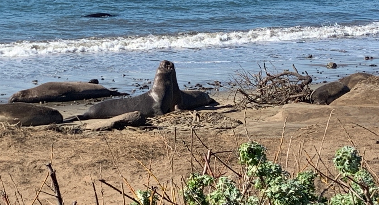 Ano Nuevo Giant Sea Lion