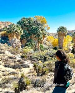 Joshua_tree_in_the_fall