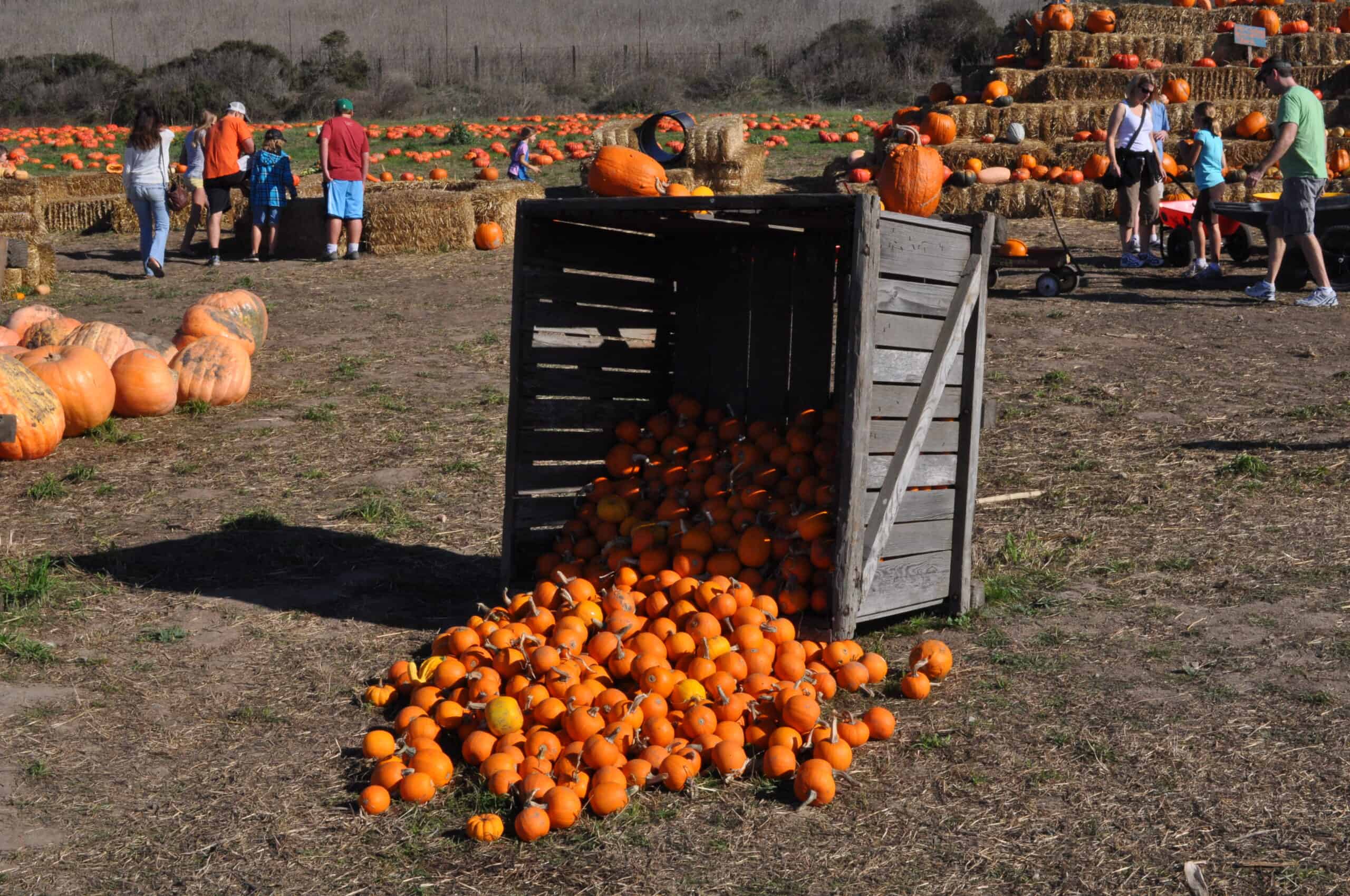 Rodoni_pumkin_farm