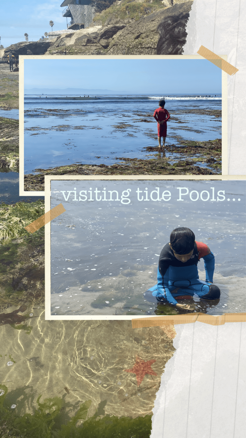 Tide Pool Guide A Guide to Tide pools in Santa Cruz (+6 Hot spots!) • Real World Mami
