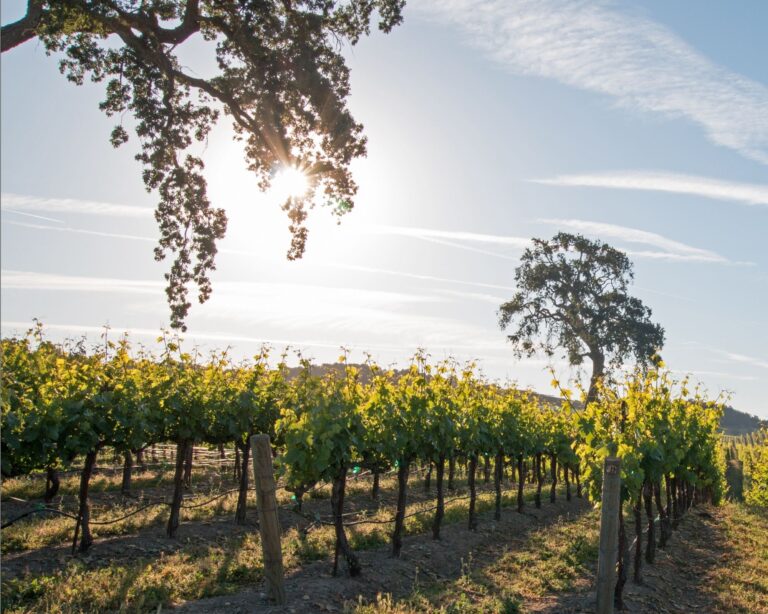 A Perfect Family Weekend in Paso Robles (With a Magical Night Experience You Can’t Miss)