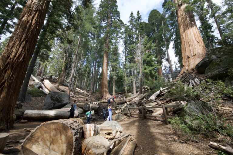 The Ultimate California Family Road Trip: A 7–9 Day Itinerary Through Sequoia, Kings Canyon & Yosemite