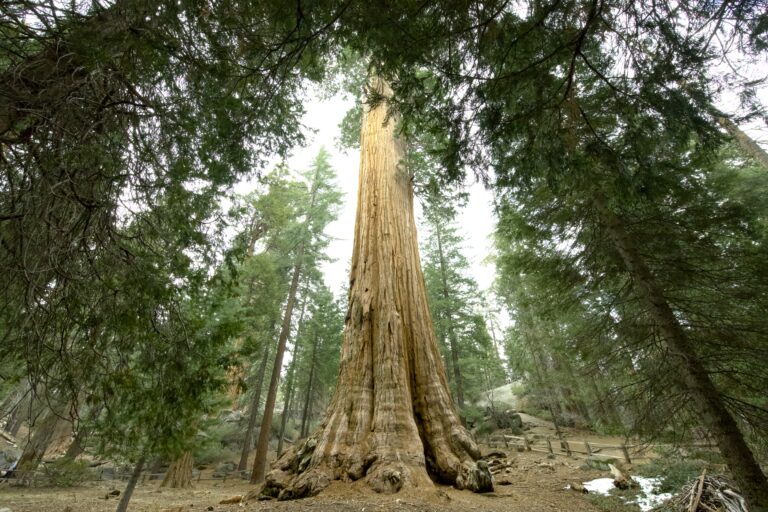 Sequoia & Kings Canyon with Kids: A 24-Hour Family Adventure Among California’s Giant Trees